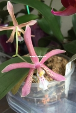 Orchids are my second hobby: Phal. mannii Black x schilleriana
