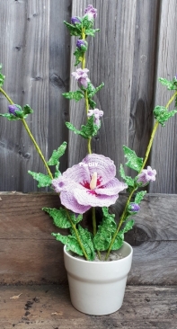 Hibiscus - Yvonne Blanker - Dutch