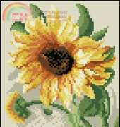 CSC Sunflowers