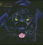 Black Puma