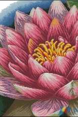 Dome 110506 - Lotus