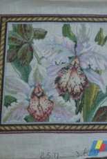 Tapestry Orchid
