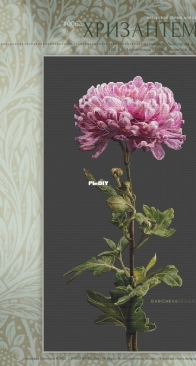 Daricheva Design - 0062 - Chrysanthemum by Anastasia Daricheva (Repaint)