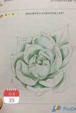 Colored Pencil drawing - Echeveria chihuahuaensis