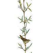 Eva Rosenstand CW8-4412 Sedge warbler