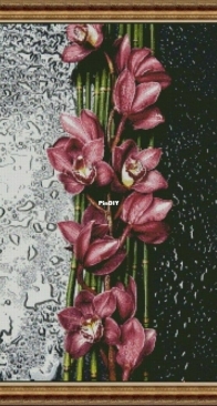 Orchids by Natalia Pyshnograeva