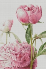 Chimera - Gentle Peony