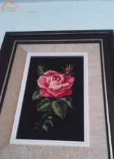 rosa