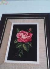 rosa