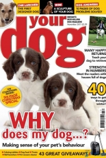 Your Dog - November 2017