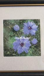 HC0496 John Clayton - Mini Love In A Mist