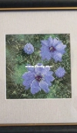 HC0496 John Clayton - Mini Love In A Mist