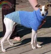 Italian Greyhound Sweater by Graceleb/-Free