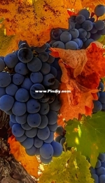 Grapes