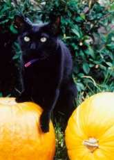 Halloween Kitty