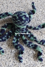 Little Octopus