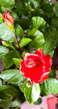 Flora