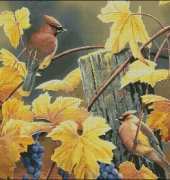 Birds From Nastunya 64