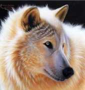 HAED HAESAB 034 Nala by Sandi Baker