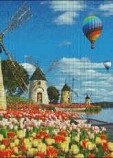 HAED DOM31327 - Tulips of Amsterdam  by Dominic Davison