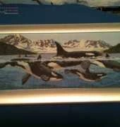 finished whale and dolphins