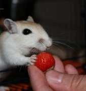 My gerbils