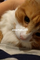 My cat on my lap