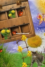 Digital scrapbooking - summer