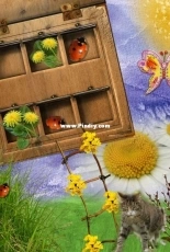 Digital scrapbooking - summer