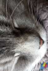 Sleeping cat