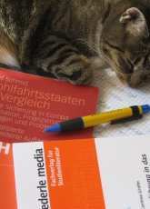My kitty