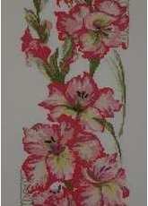 RIOLIS -  Gladiolus