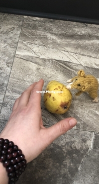 Glaire Garlands mouse on a pear