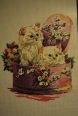 two pretty kittens