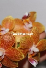 Orchids are my second hobby: Phal. no-named