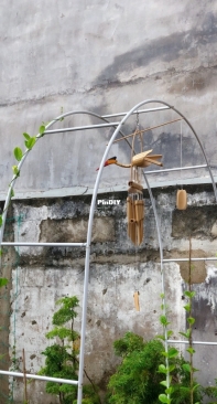 How did I build a garden all by myself - 8 final