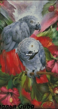 Gray Parrots by Natalia Guba