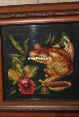 Money frog from Panna