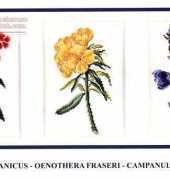 DMC XC0536 - Authentic Botanical Presentation