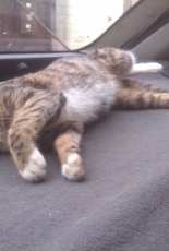 This cat is so comfy