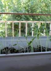 Seedlings