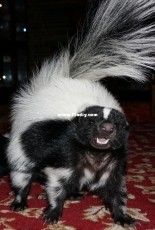 Stinker