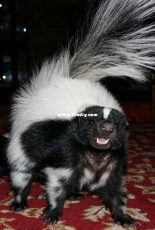 Stinker