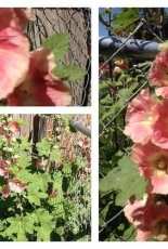My Hollihocks this year