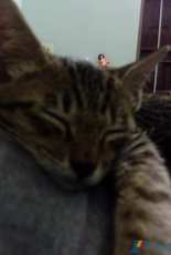 my cat