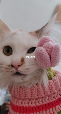 Flower and cat