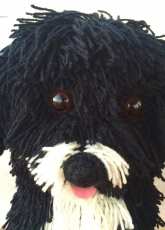 Spaniel Dog