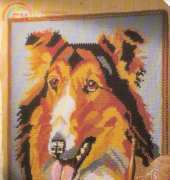 Collie Afghan English