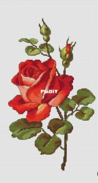 Red Rose by Irina Zagorodskaya