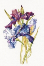 RTO M580 Rainbow Iris XSD